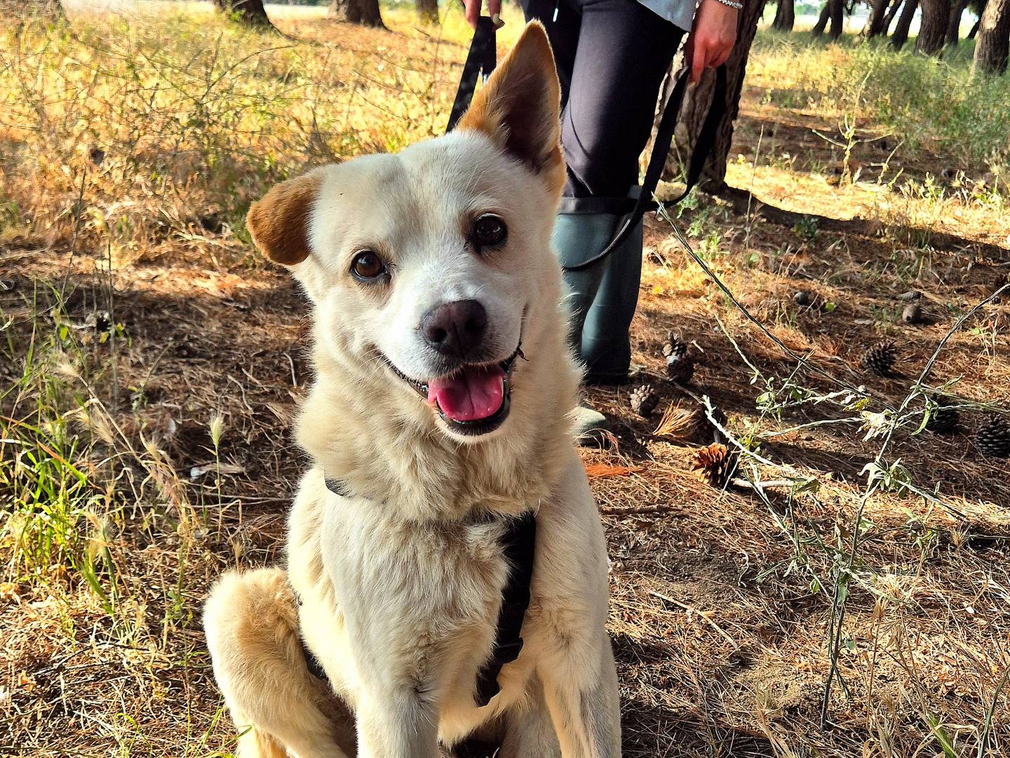 Adotta un cane, maschio, 4 anni e 4 mesi, Barletta