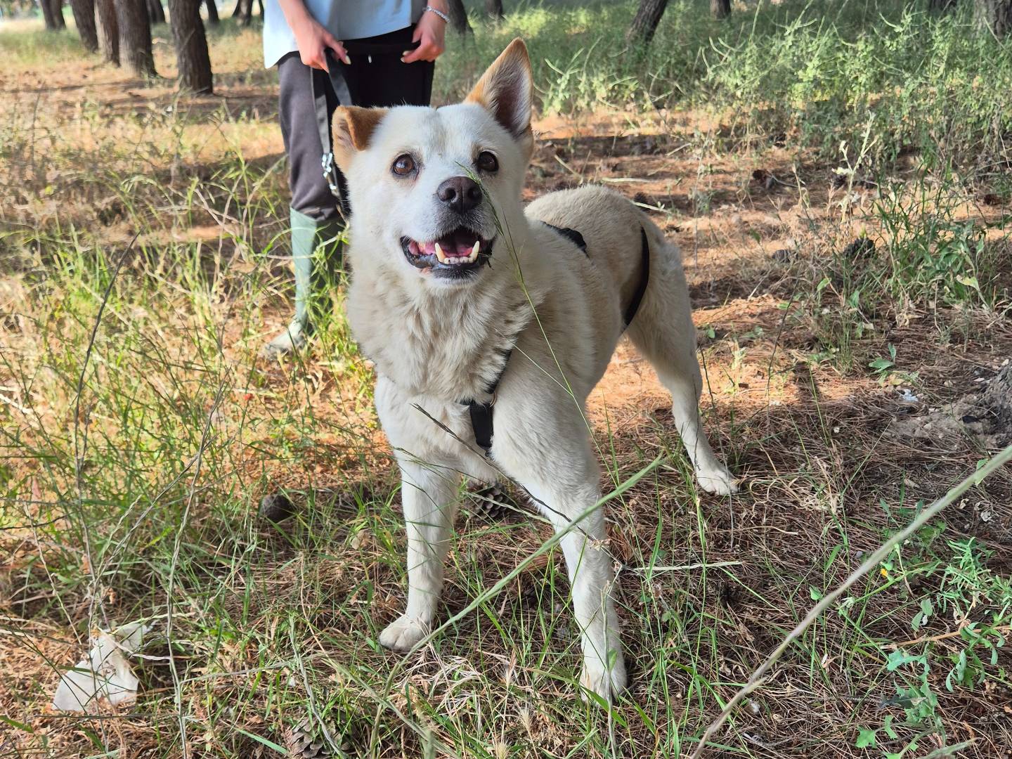 Adotta un cane, taglia media contenuta, maschio, Barletta