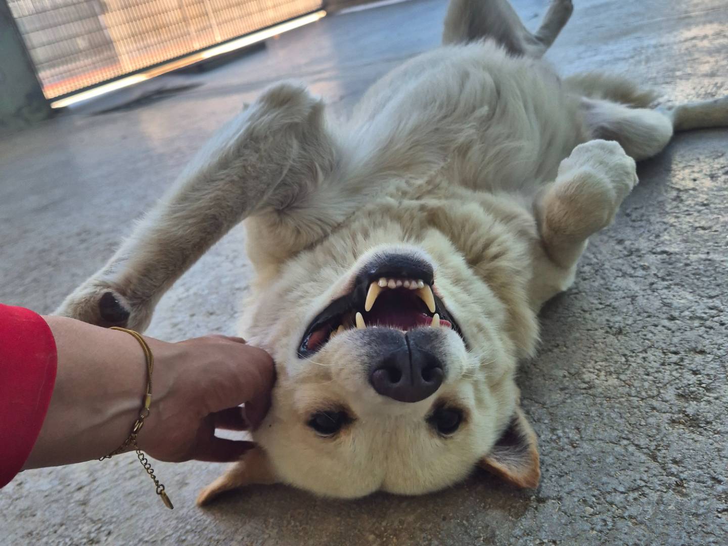 Adozione cane, maschio, Volpino di Pomerania Razza sconosciuta, 4 anni e 4 mesi, taglia media contenuta, Barletta