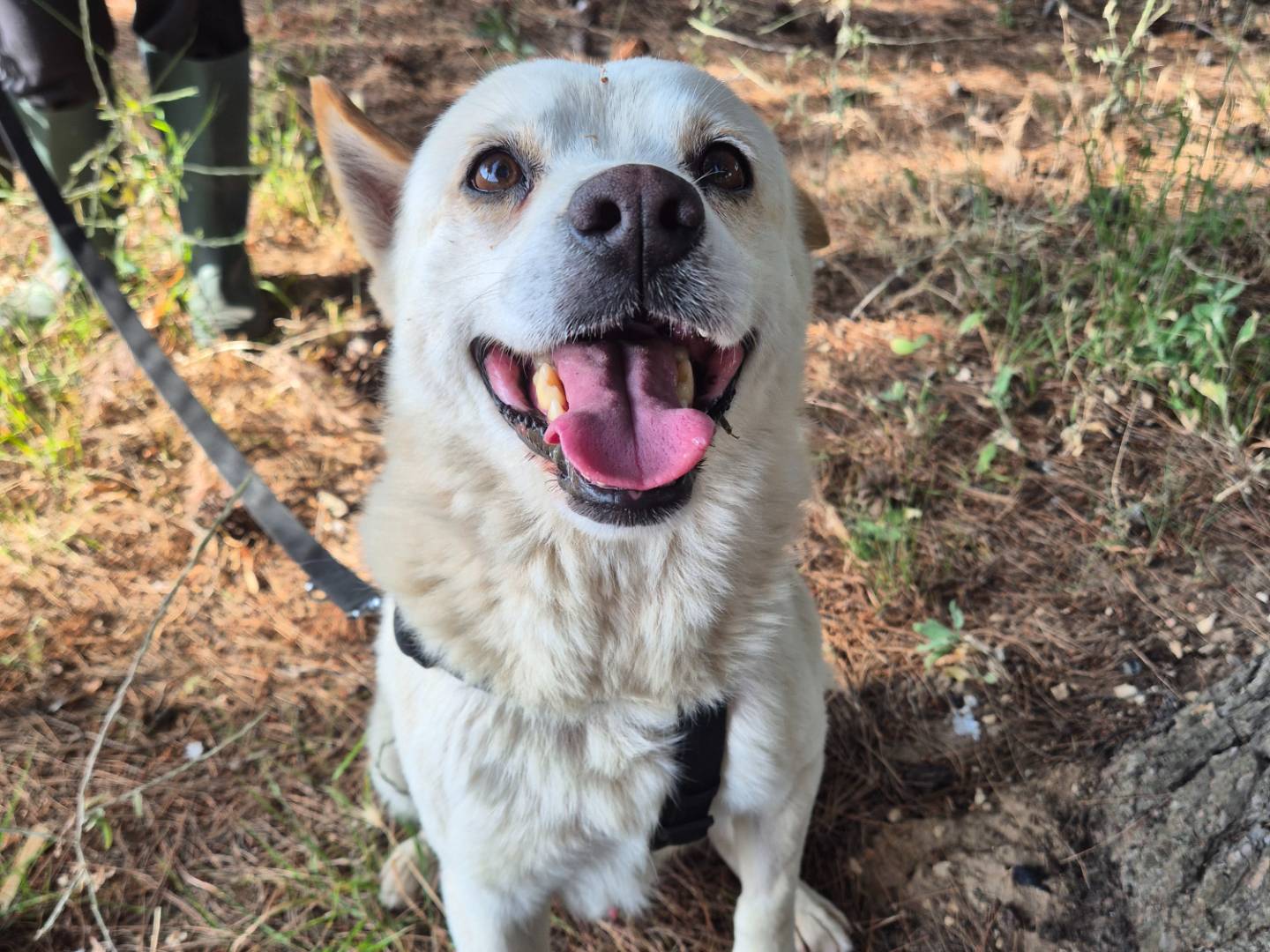 Vuoi adottare un cane a Barletta?