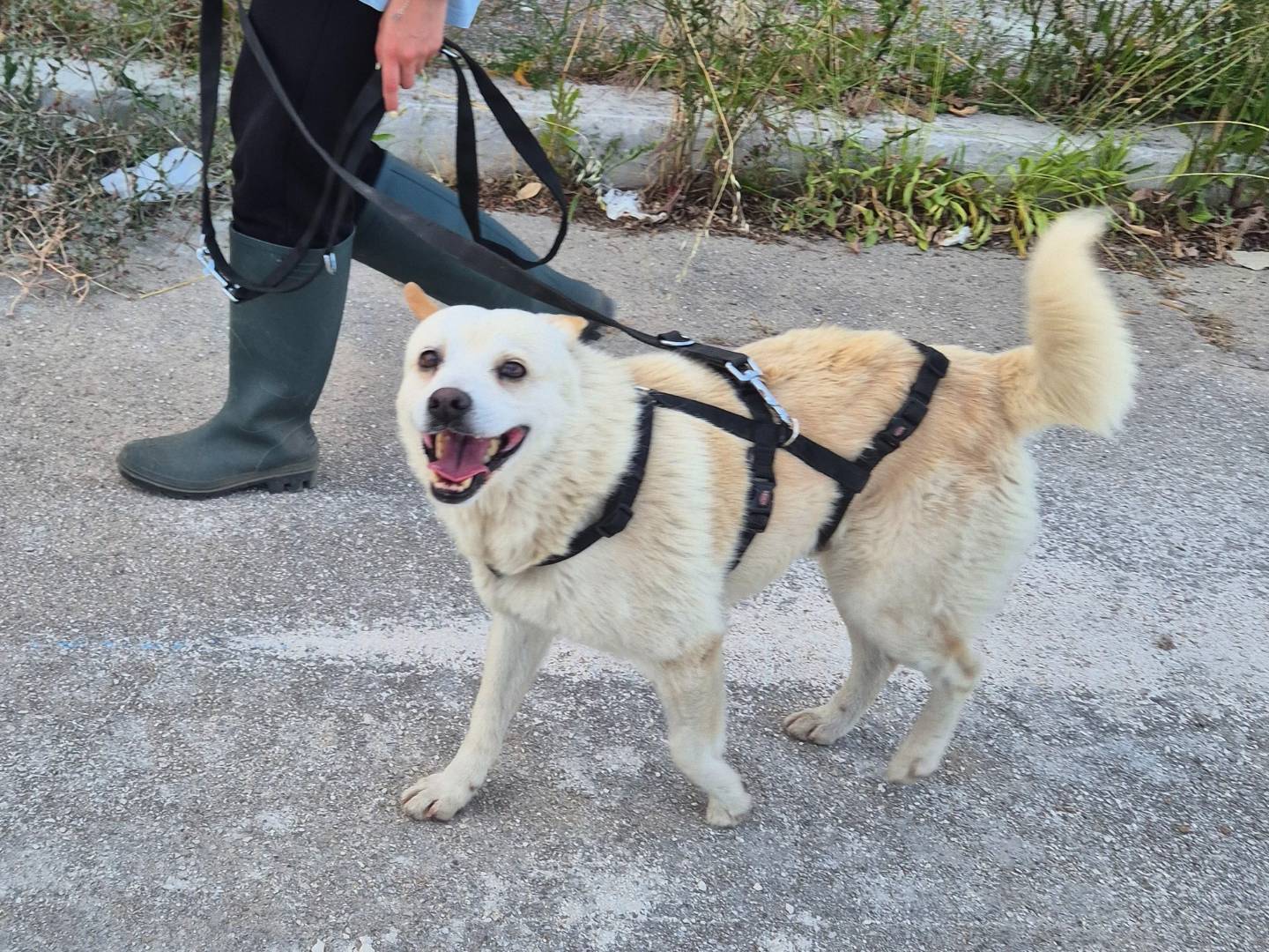 Adotta il cane Ciccio a Barletta