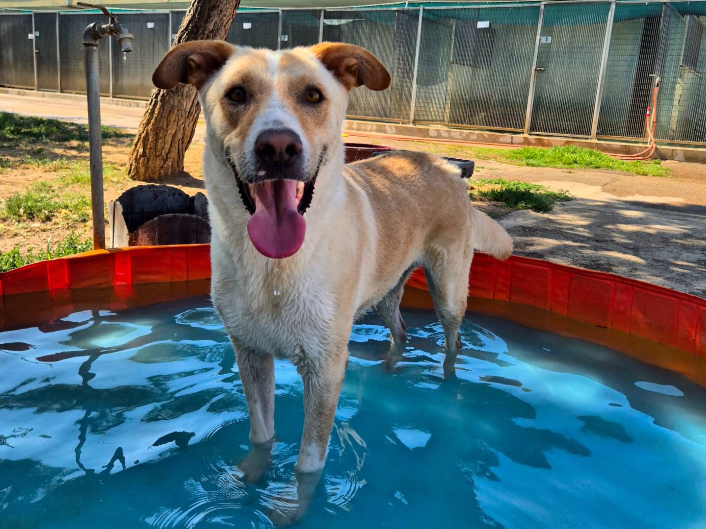 Adozione cane, maschio, Labrador Retriever Pastore tedesco, 2 anni e 11 mesi, taglia grande, Barletta