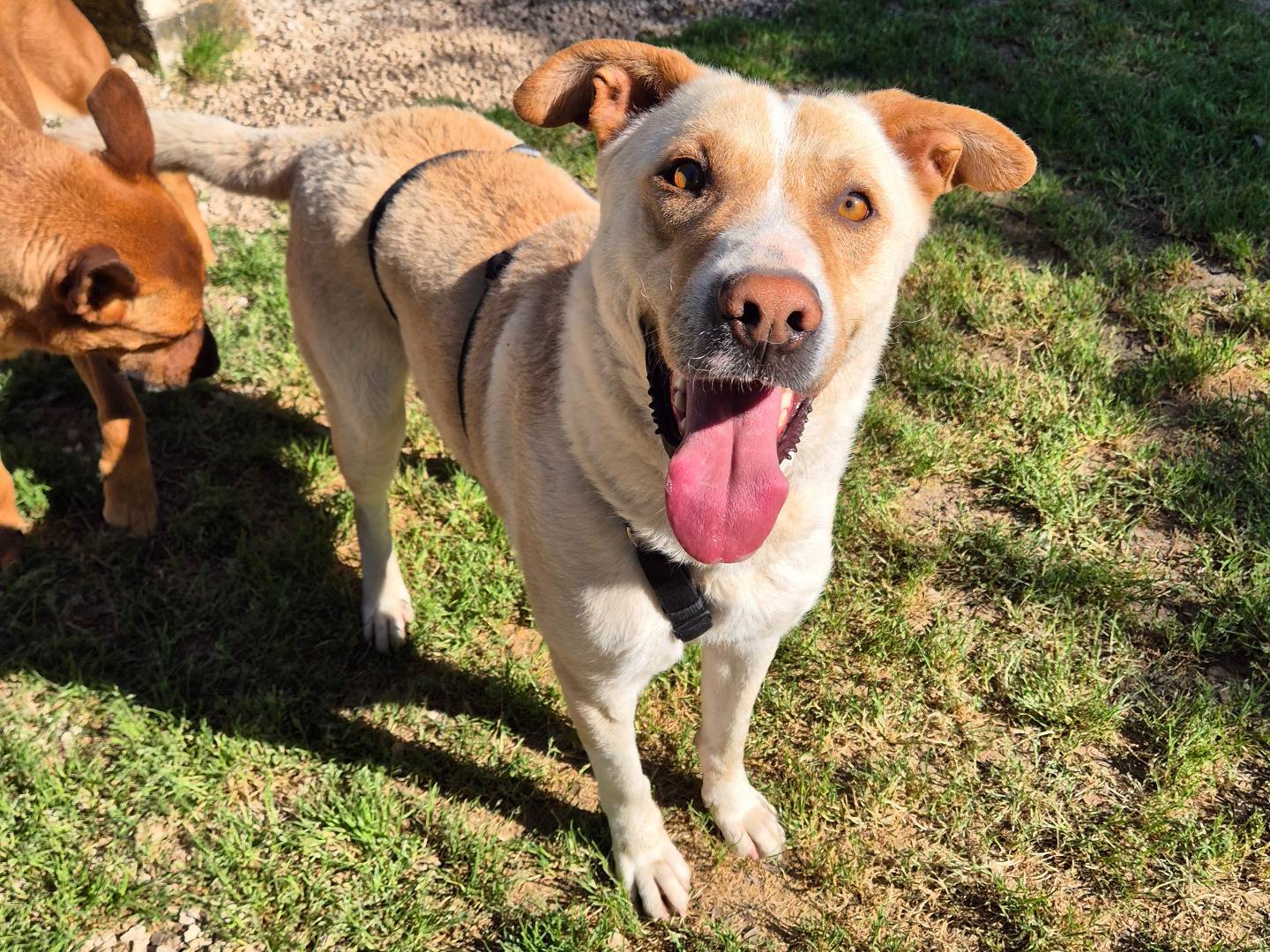Adotta un cane, maschio, 2 anni e 11 mesi, Barletta