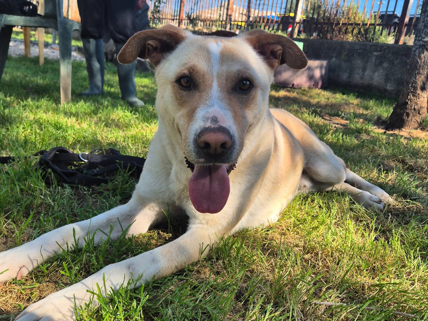 Vuoi adottare un cane a Barletta?