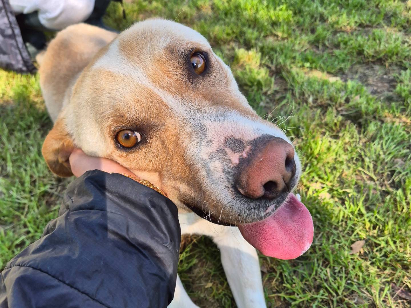 Adotta il cane Boss a Barletta