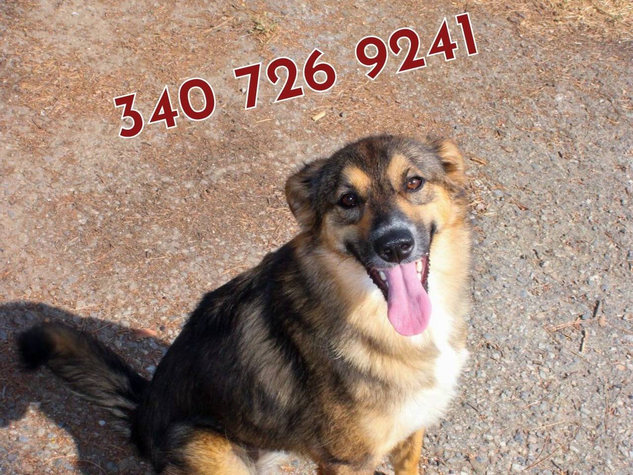 Adozione cane, femmina, Razza sconosciuta Razza sconosciuta, 1 anno e 1 mese, taglia media contenuta, Crotone