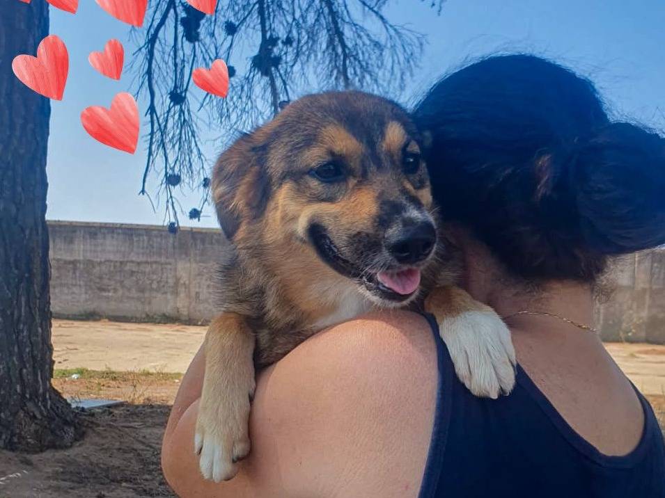 Adotta un cane, femmina, 1 anno e 1 mese, Crotone