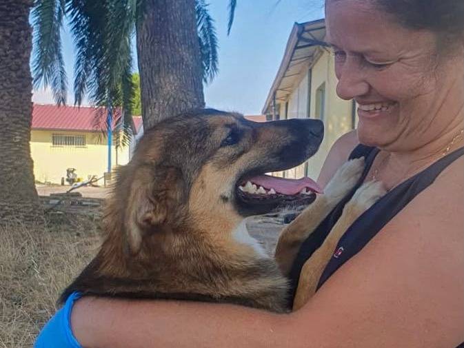 Adotta un cane, taglia media contenuta, femmina, Crotone
