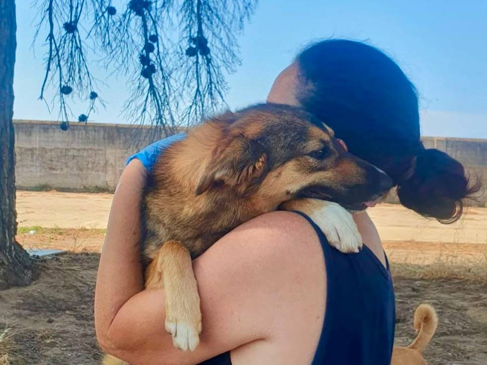 Vuoi adottare un cane a Crotone?