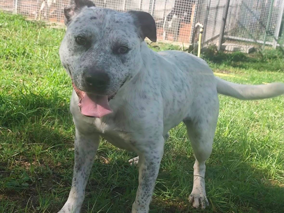 Adozione cane, femmina, Razza sconosciuta Razza sconosciuta, 2 anni, taglia media, Latina