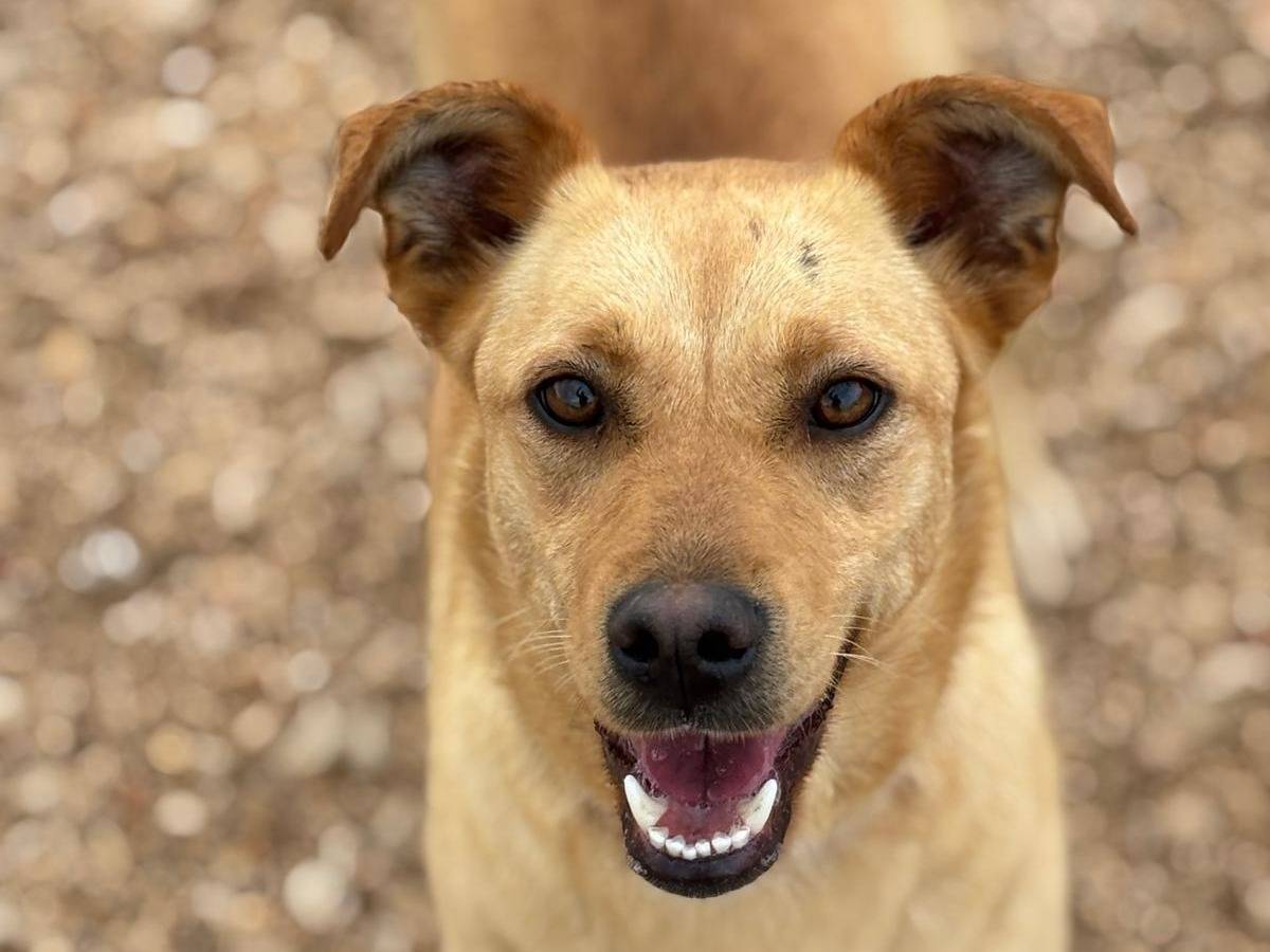 Adozione cane, femmina, Razza sconosciuta Razza sconosciuta, 4 anni e 4 mesi, taglia media, Latina