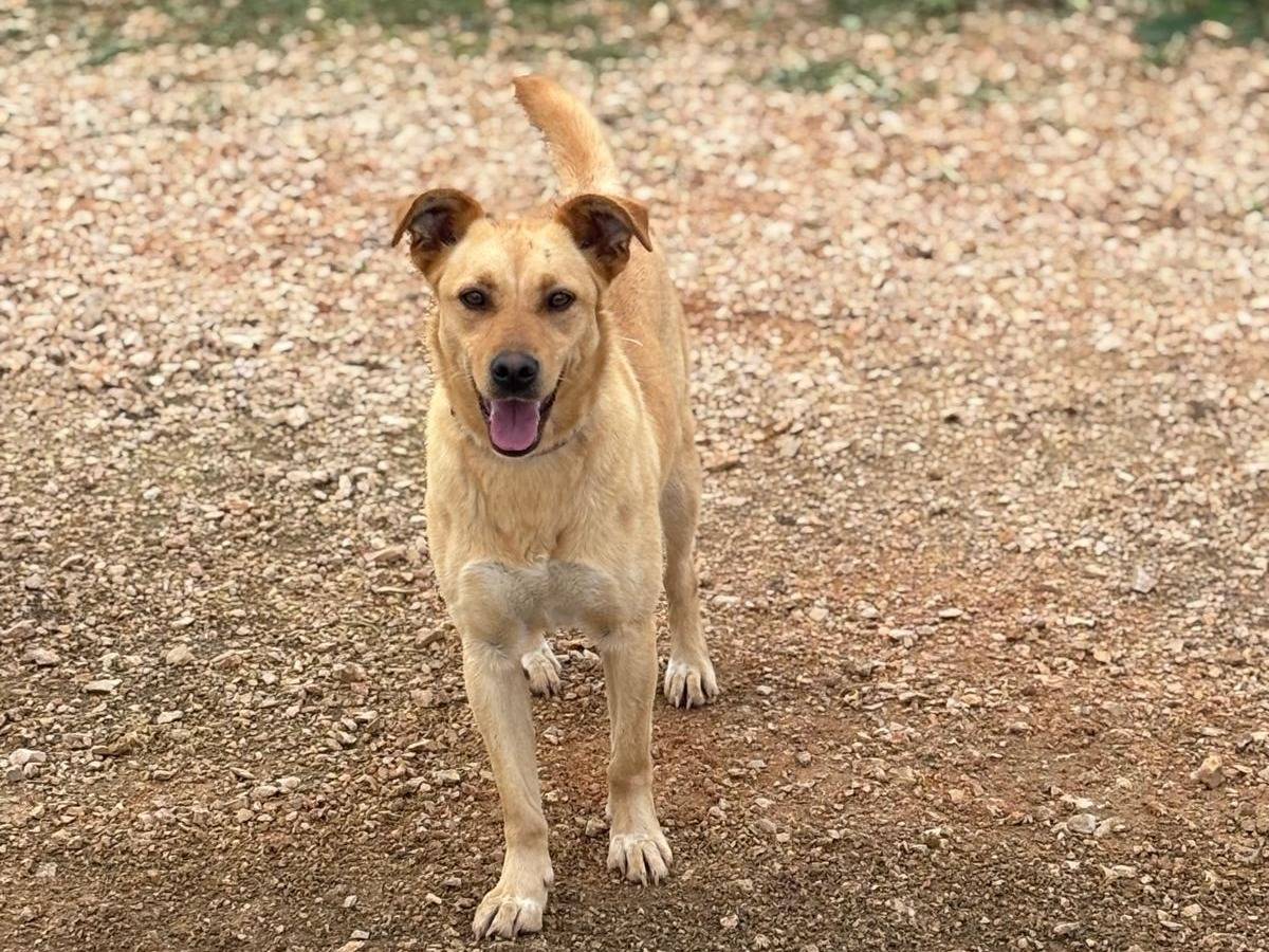 Adotta un cane, femmina, 4 anni e 4 mesi, Latina
