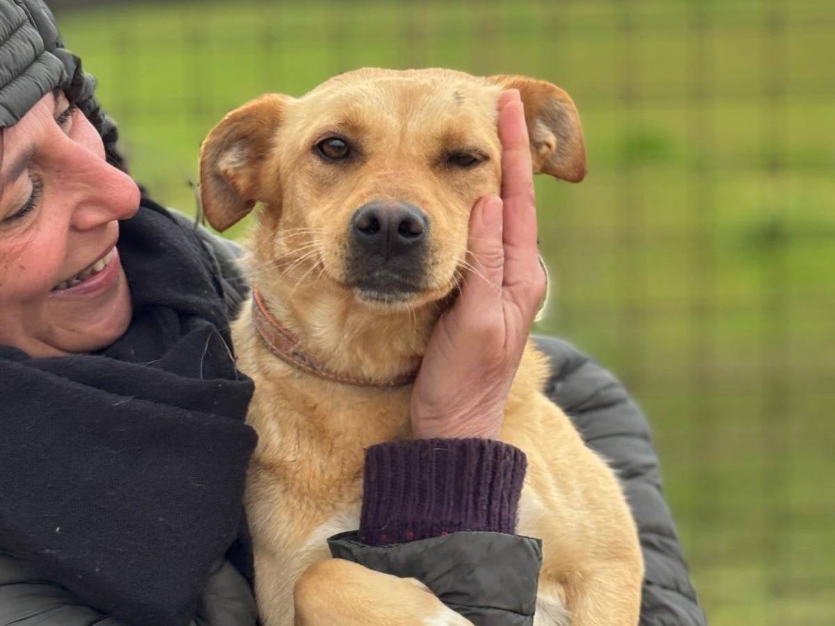 Adotta un cane, taglia media, femmina, Latina