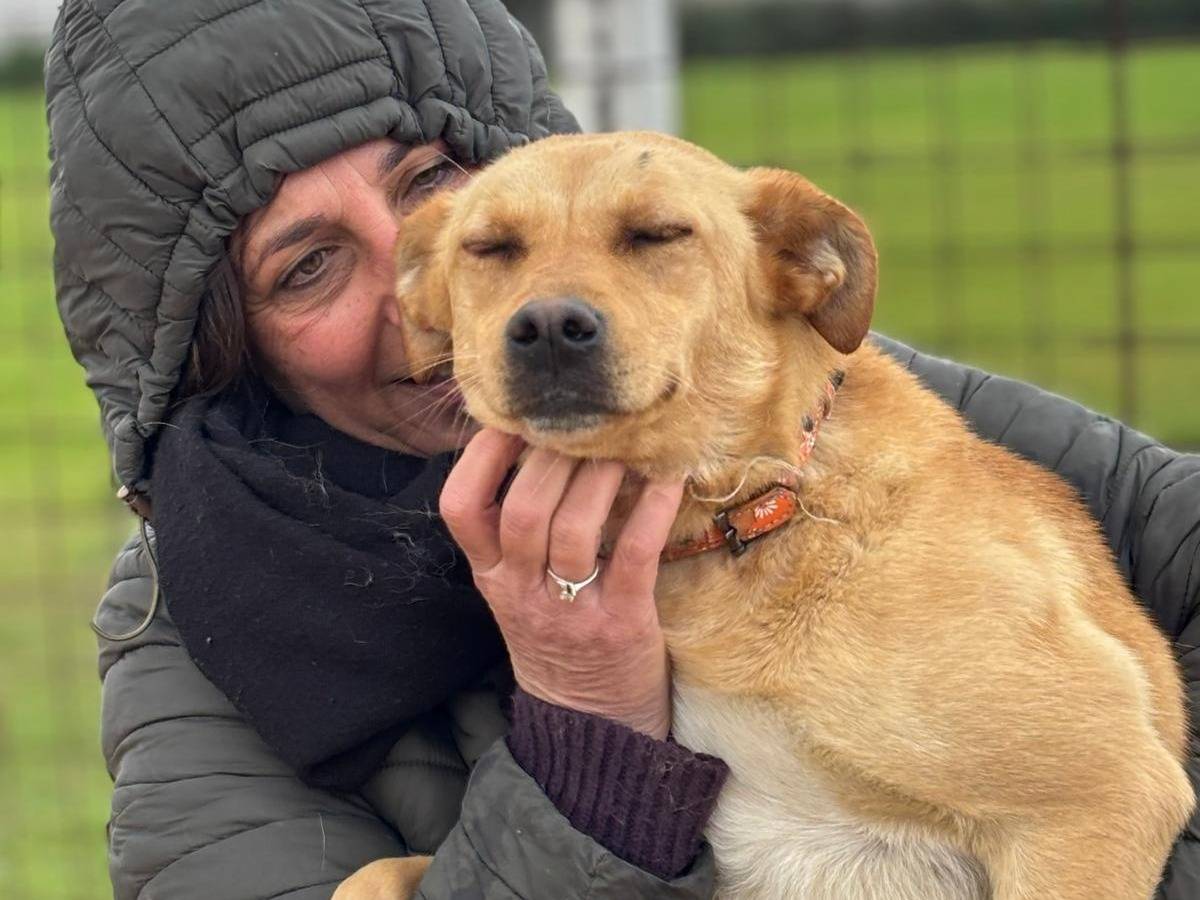 Vuoi adottare un cane a Latina?