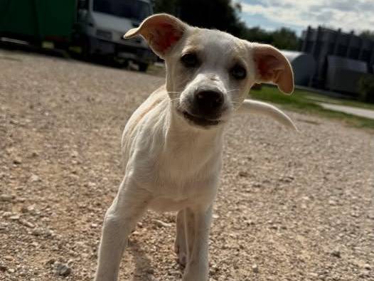 Adozione cane, femmina, Razza sconosciuta Razza sconosciuta, 4 mesi, taglia media, Matera