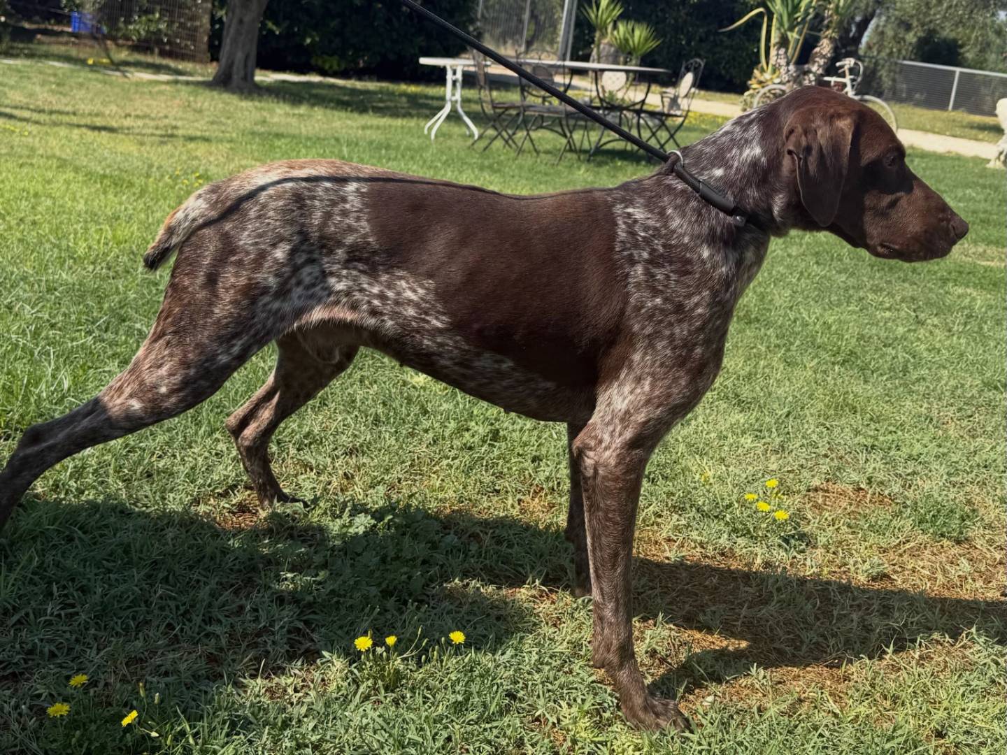 Adotta un cane, maschio, 5 anni e 1 mese, Matera
