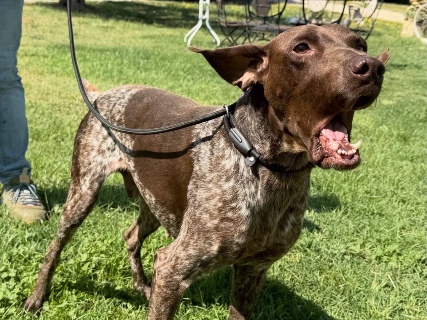 Adotta un cane, taglia media, maschio, Matera