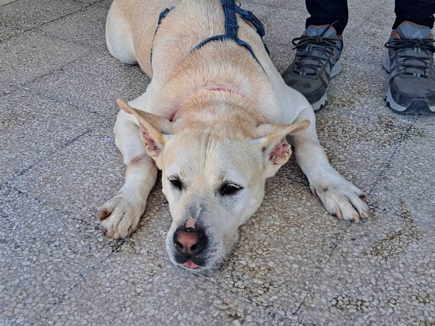 Adotta un cane, maschio, 8 anni e 7 mesi, Caserta