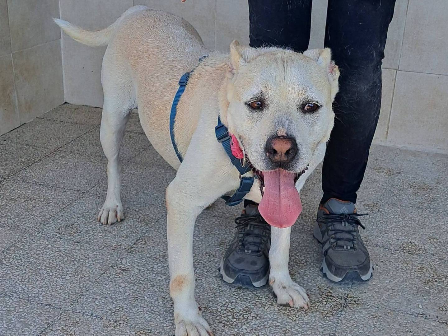 Adozione cane, maschio, Razza sconosciuta Razza sconosciuta, 8 anni e 7 mesi, taglia media, Caserta