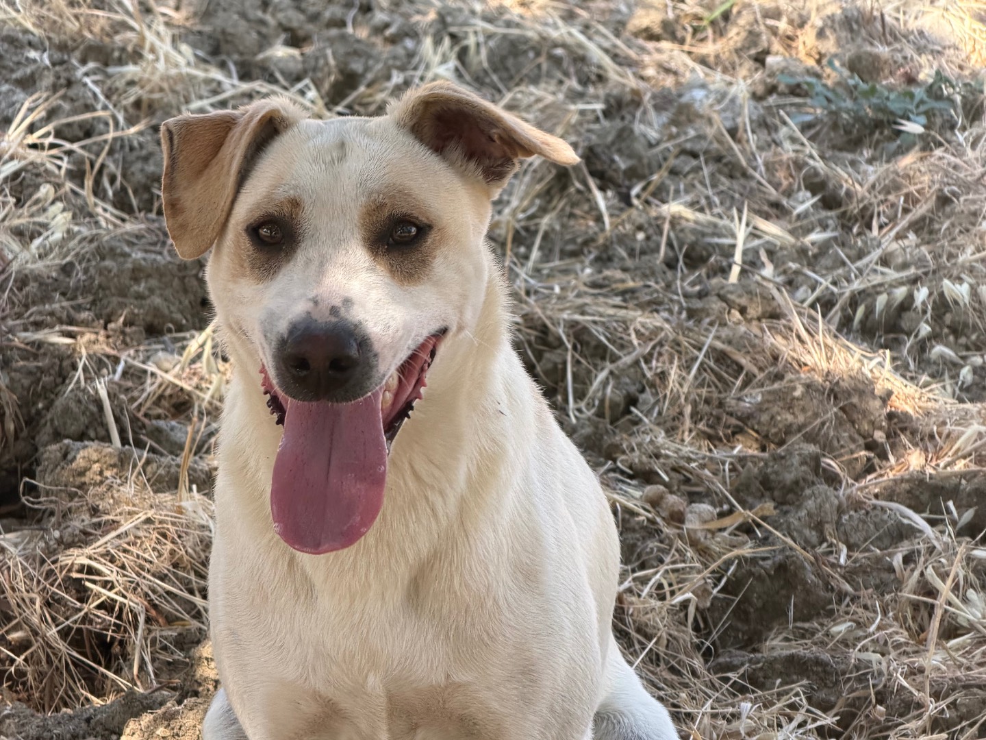 Adozione cane, maschio, Razza sconosciuta Razza sconosciuta, 1 anno e 2 mesi, taglia media, Agrigento