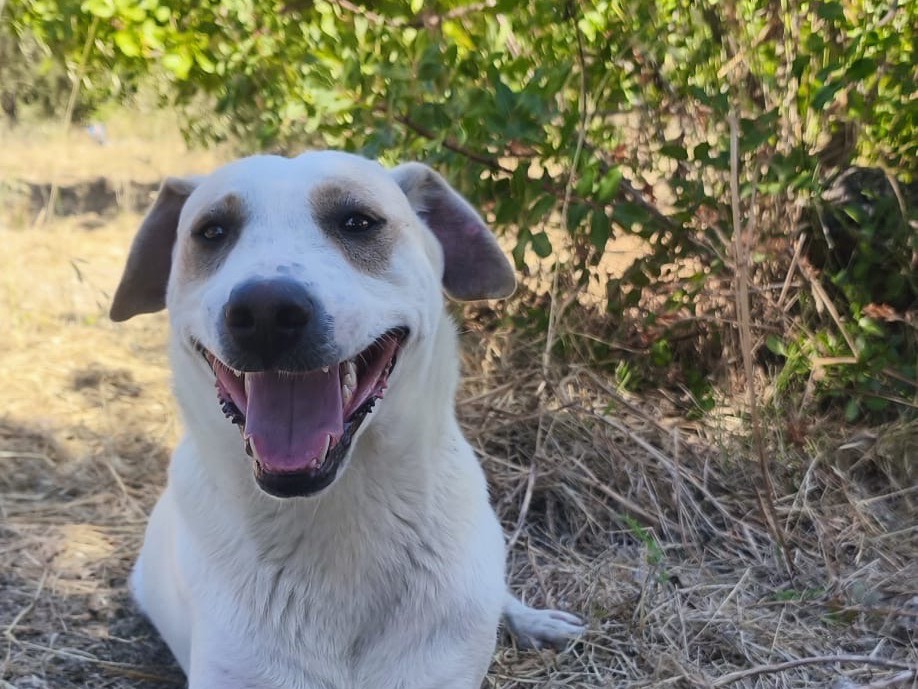 Adotta un cane, maschio, 1 anno e 2 mesi, Agrigento