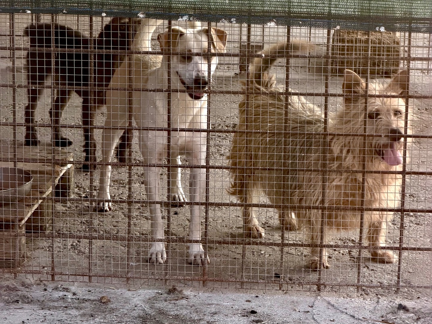 Adotta un cane, taglia media, maschio, Agrigento