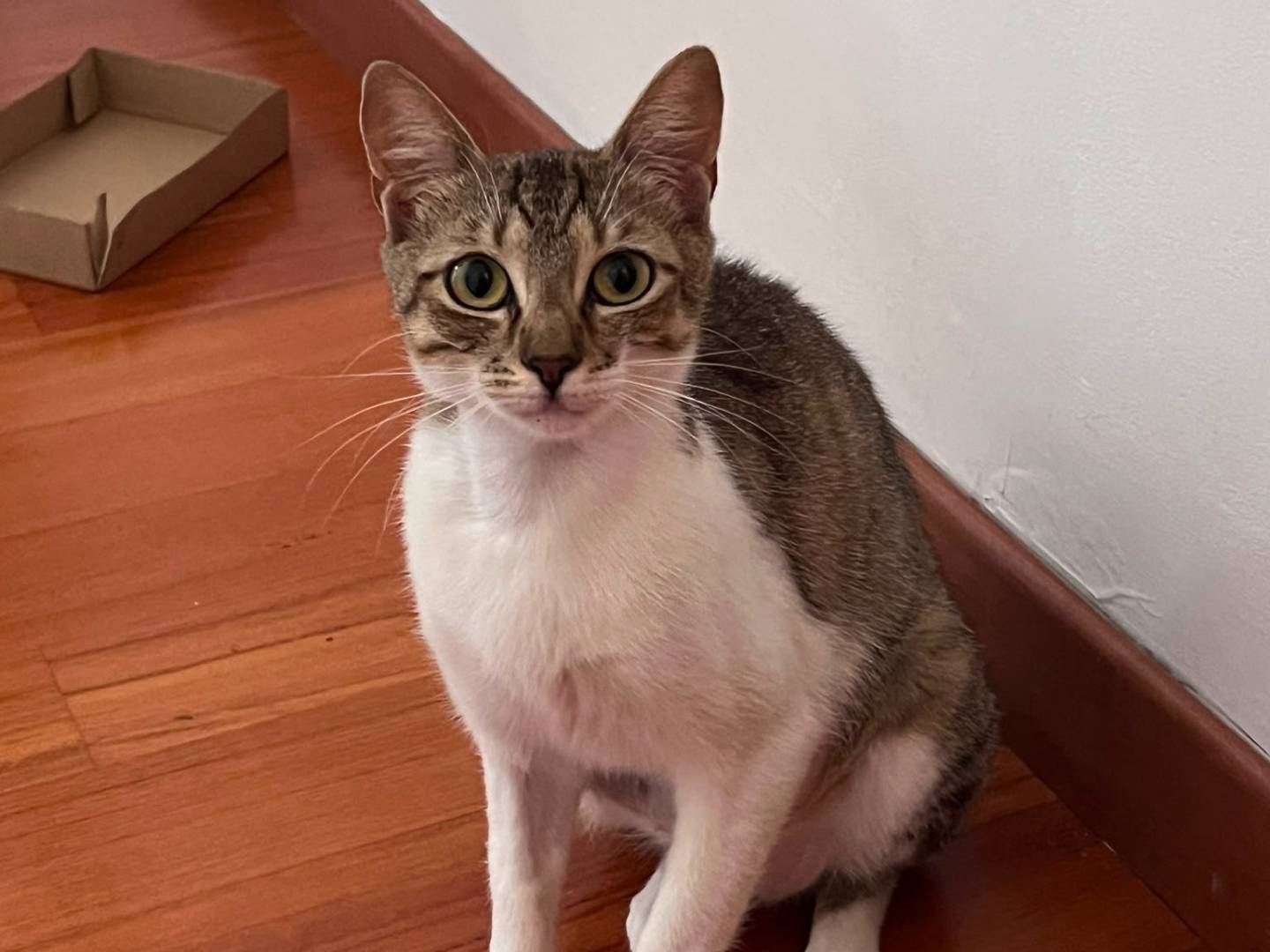 Adozione gatto, femmina, Razza sconosciuta Razza sconosciuta, 1 anno e 1 mese, taglia non valida, Padova