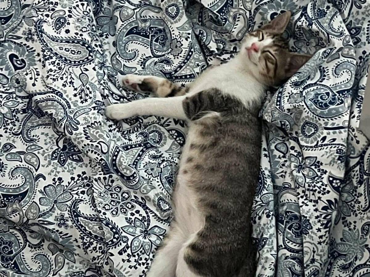 Adotta un gatto, femmina, 1 anno e 1 mese, Padova