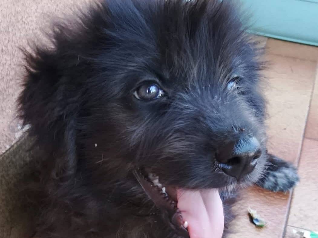 Adozione cane, femmina, Razza sconosciuta Razza sconosciuta, 3 mesi, taglia media, Trapani