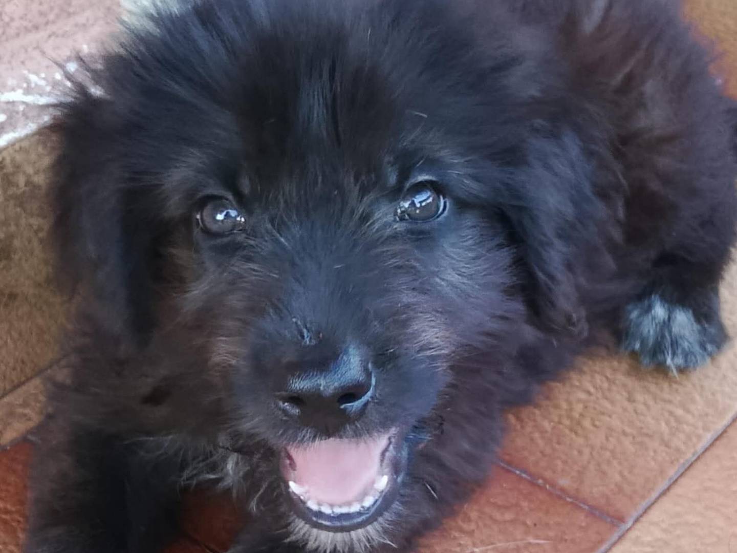 Adotta un cane, femmina, 3 mesi, Trapani