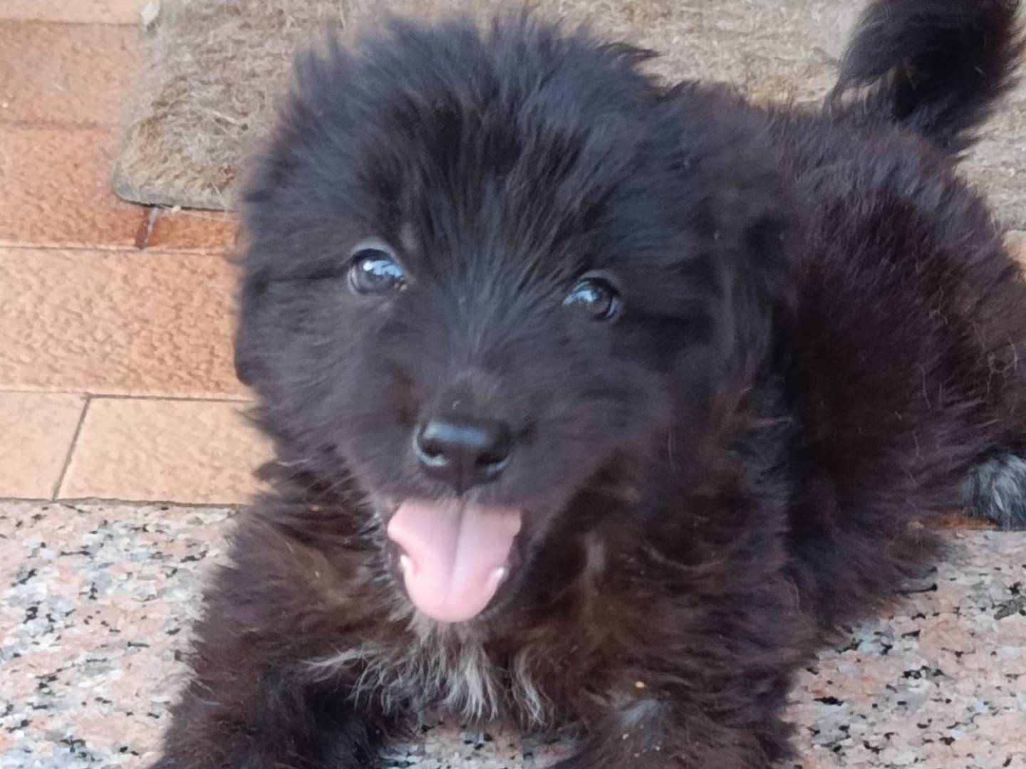 Adotta un cane, taglia media, femmina, Trapani