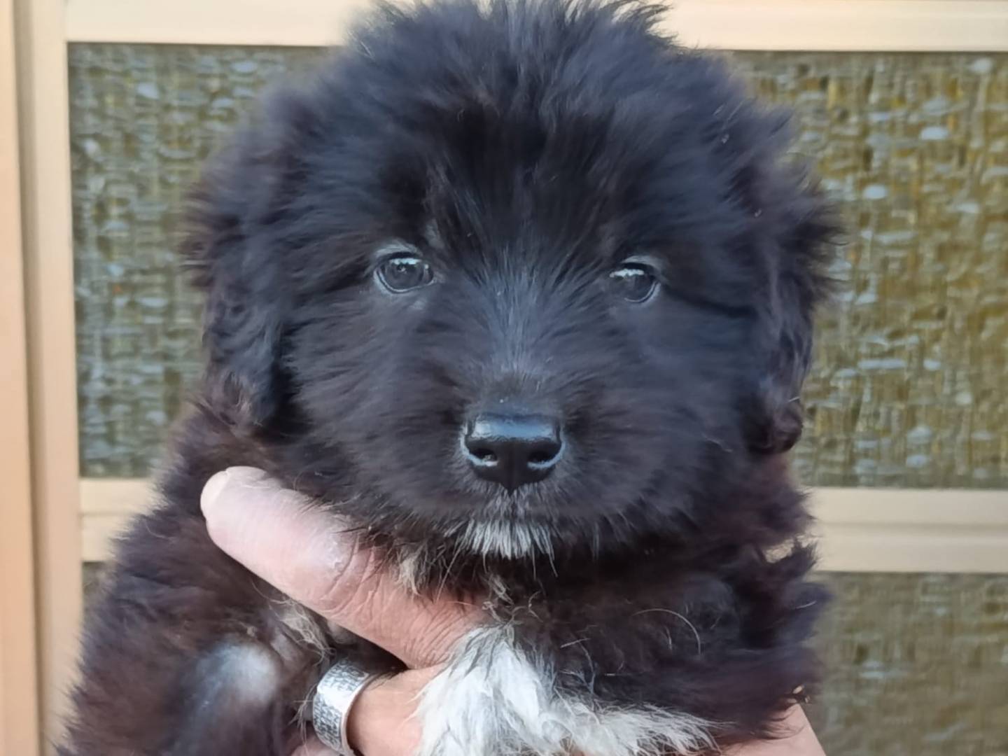 Vuoi adottare un cane a Trapani?