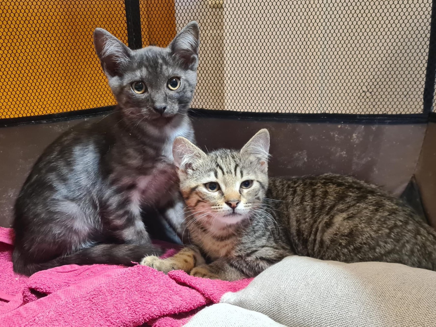 Vuoi adottare un gatto a Trento?