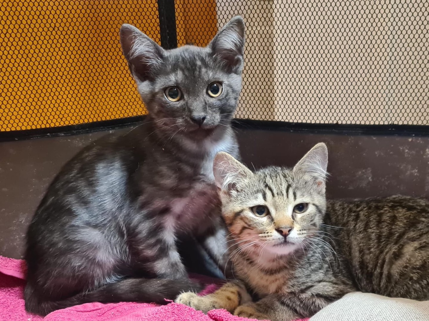 Adotta un gatto, maschio, 3 mesi, Trento