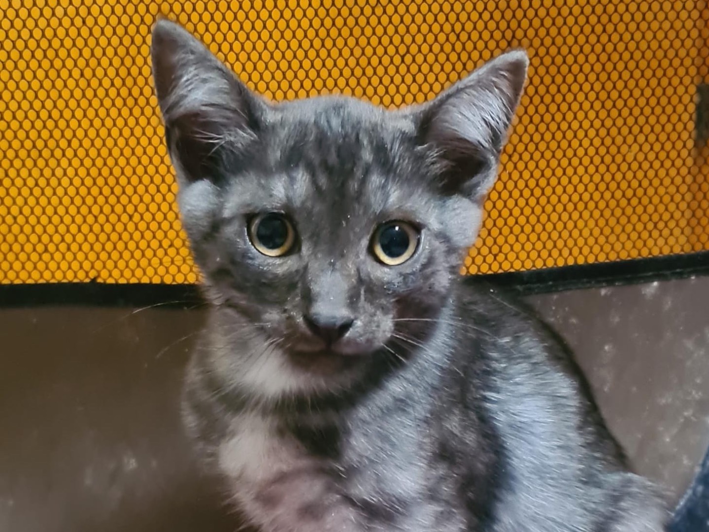 Adozione gatto, maschio, Razza sconosciuta Razza sconosciuta, 3 mesi, taglia non valida, Trento