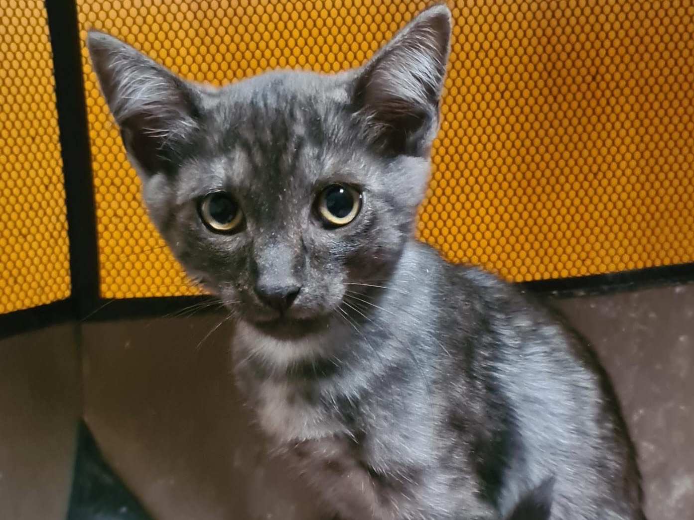 Adotta un gatto, taglia non valida, maschio, Trento