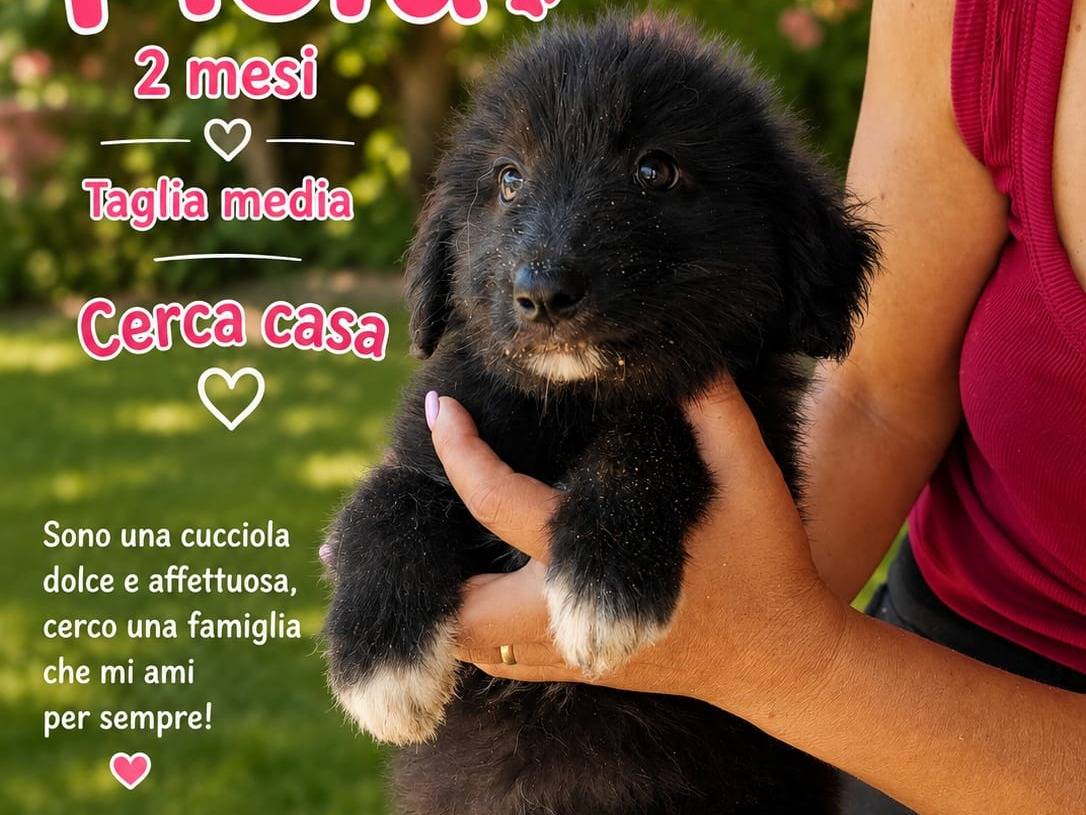 Foto 1 dell'animale