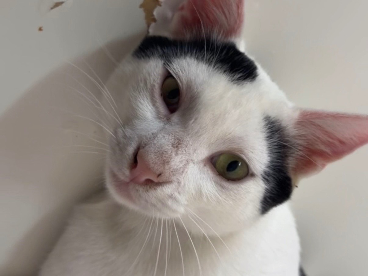 Adozione gatto, maschio, Razza sconosciuta Razza sconosciuta, 1 anno e 6 mesi, taglia non valida, Potenza