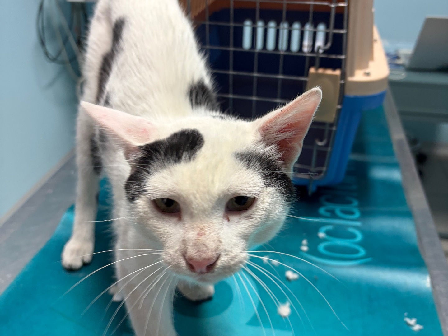 Adotta un gatto, maschio, 1 anno e 6 mesi, Potenza