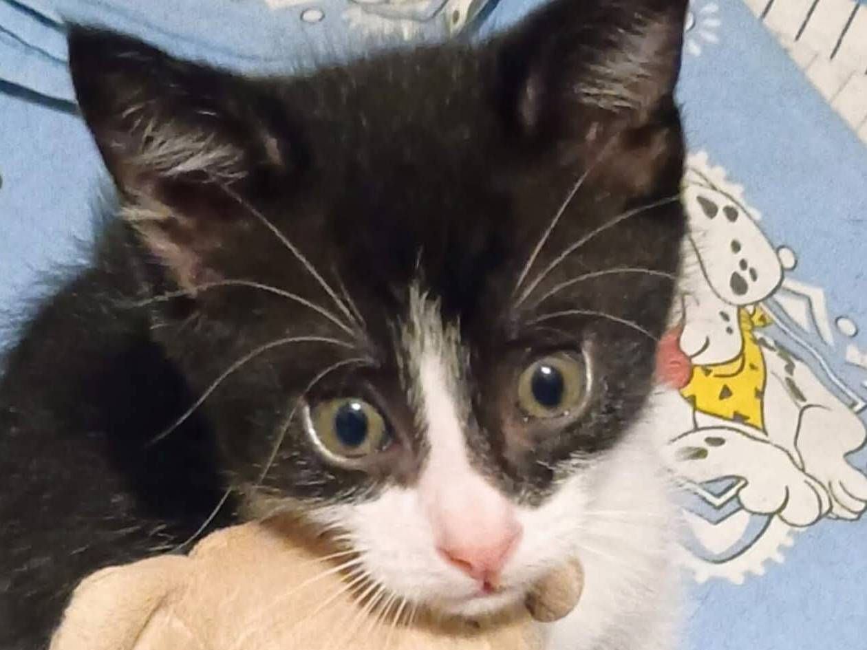 Adozione gatto, maschio, Razza sconosciuta Razza sconosciuta, 2 mesi, taglia non valida, Torino