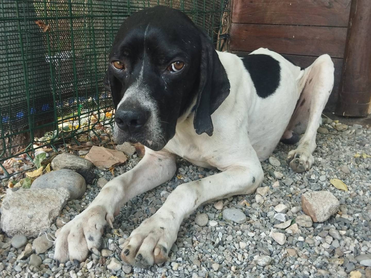 Adozione cane, maschio, Pointer Razza sconosciuta, 3 anni e 1 mese, taglia media, Monza