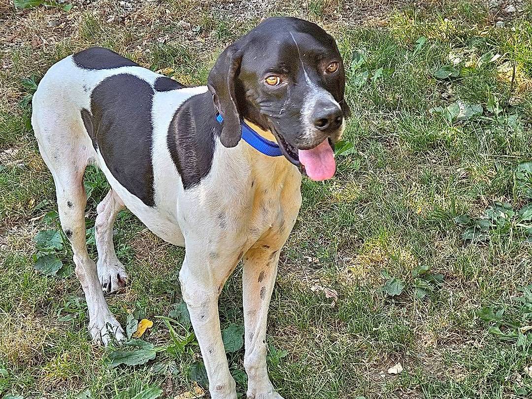 Adotta il cane CODINI a Monza