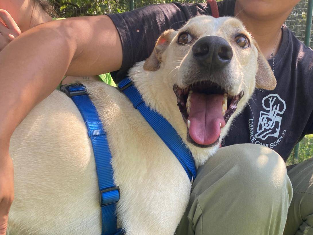 Adozione cane, maschio, Razza sconosciuta Razza sconosciuta, 3 anni e 11 mesi, taglia media, Milano