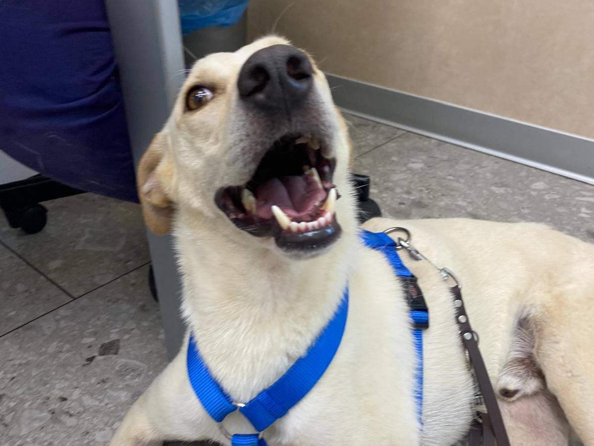 Adotta un cane, maschio, 3 anni e 11 mesi, Milano
