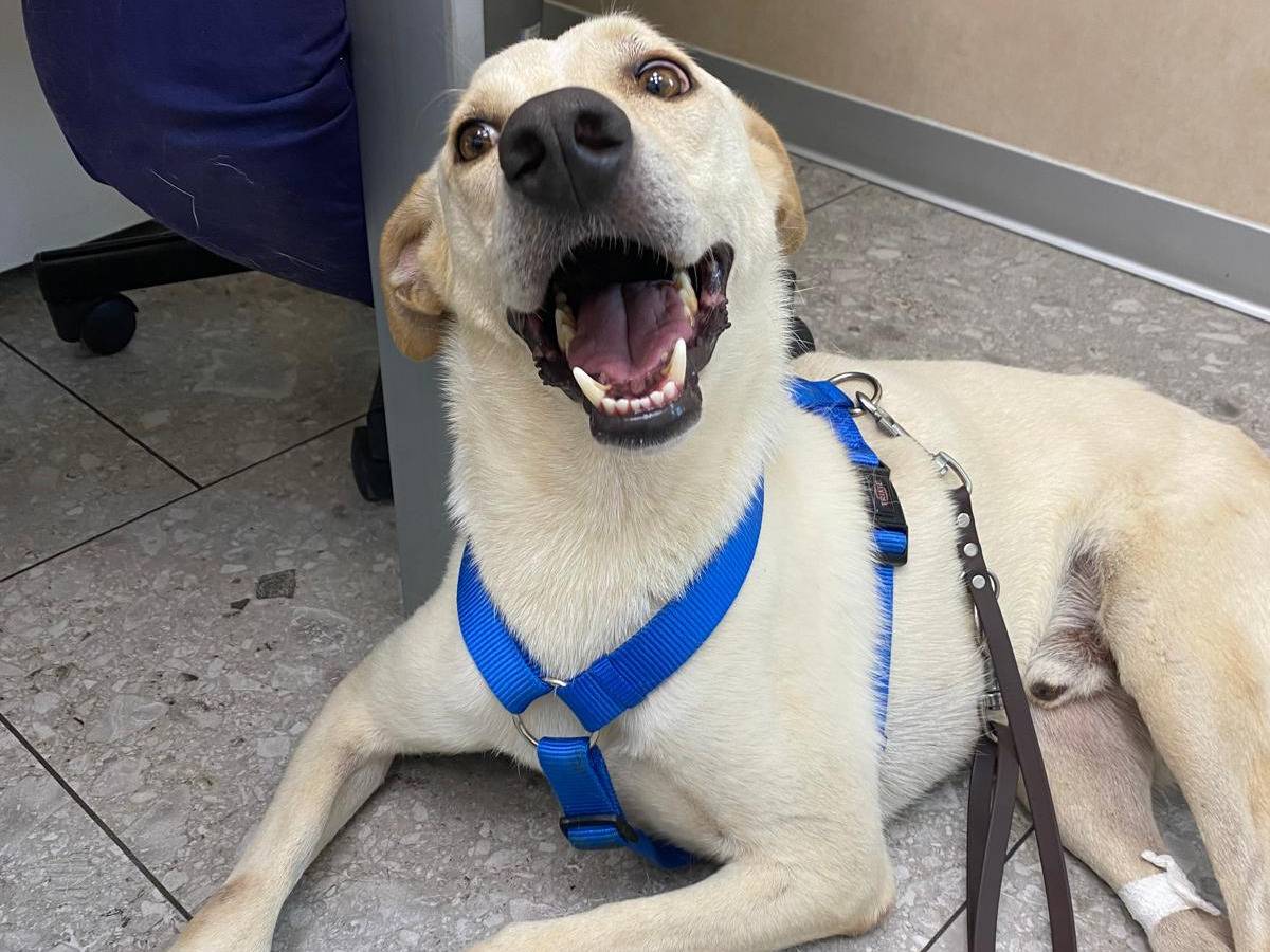 Adotta un cane, taglia media, maschio, Milano