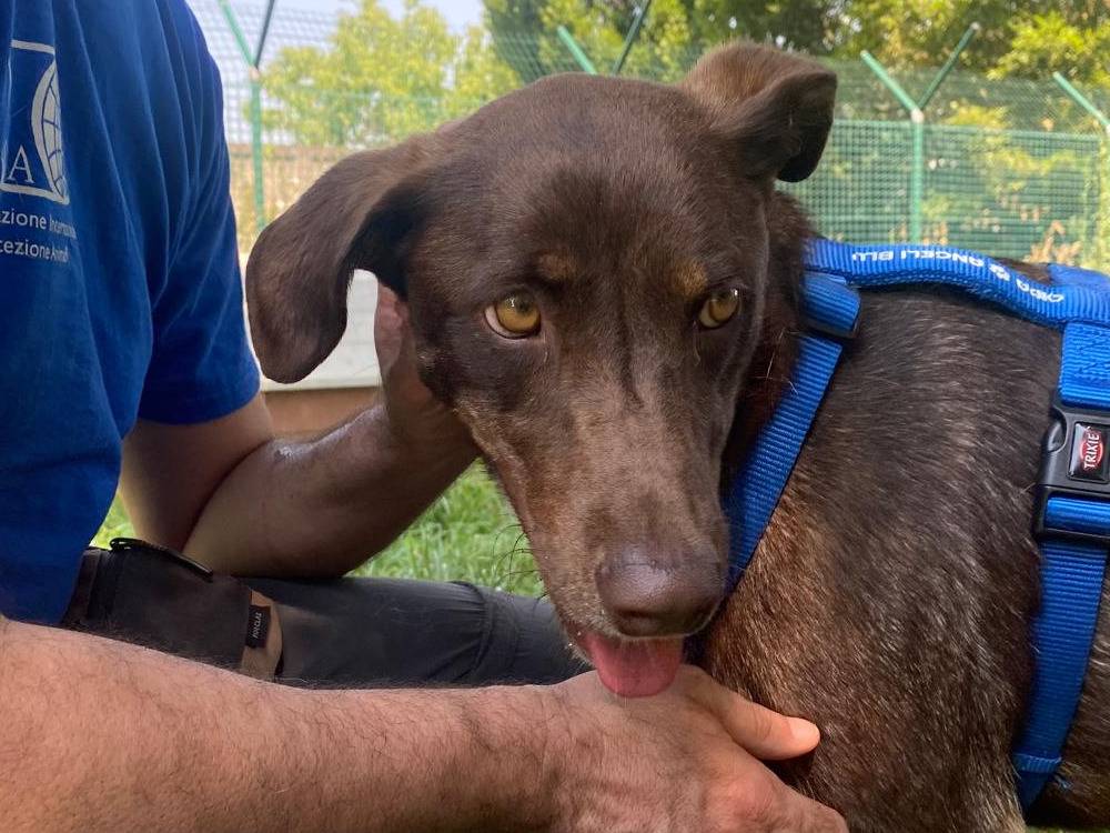 Adozione cane, femmina, Razza sconosciuta Razza sconosciuta, 1 anno e 10 mesi, taglia media, Milano