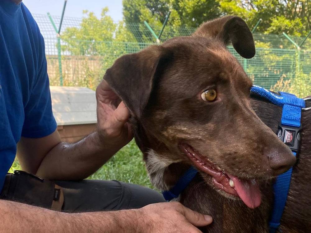 Adotta un cane, femmina, 1 anno e 10 mesi, Milano