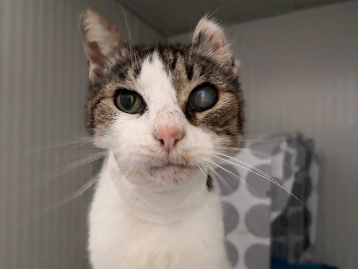 Adozione gatto, maschio, Razza sconosciuta Razza sconosciuta, 10 anni e 10 mesi, taglia non valida, Milano