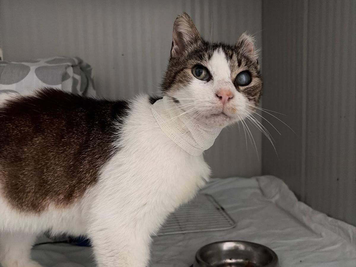 Adotta un gatto, taglia non valida, maschio, Milano