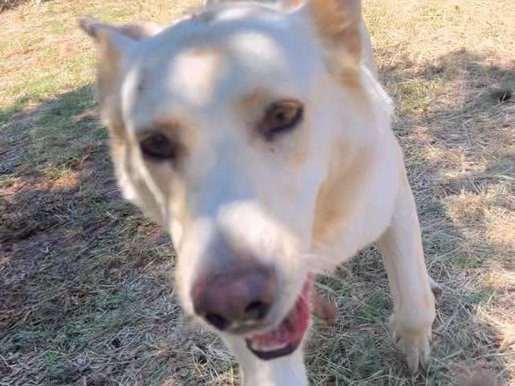Adotta un cane, taglia media, femmina, Viterbo